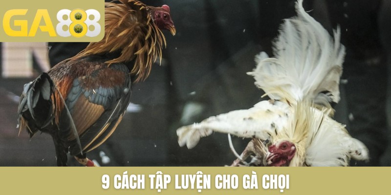 9 Cách tập luyện cho gà chọi