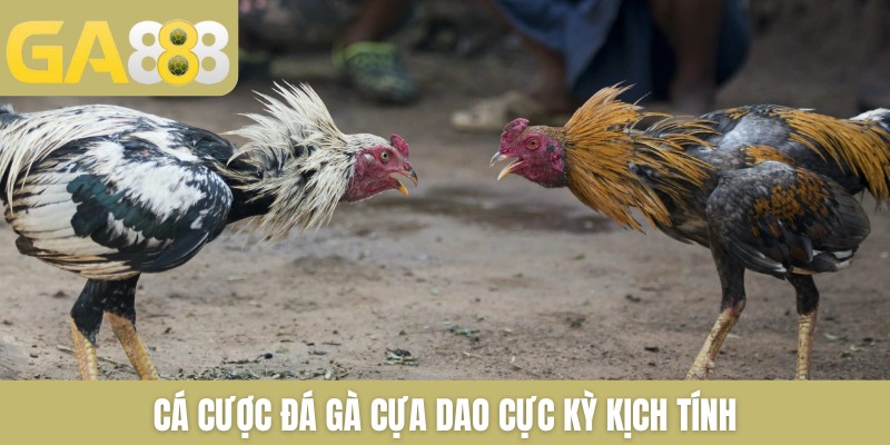 Cá cược đá gà cựa dao cực kỳ kịch tính