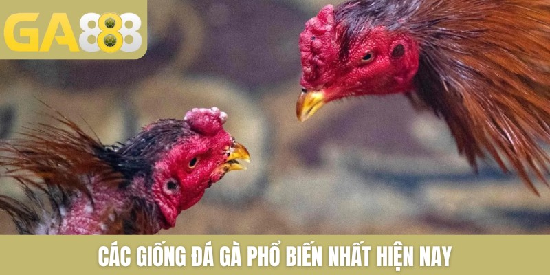 Các giống đá gà phổ biến nhất hiện nay