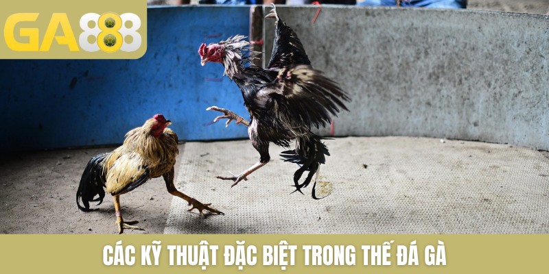 Các kỹ thuật đặc biệt trong thế đá gà