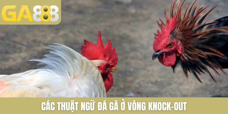 Các thuật ngữ đá gà ở vòng knock-out