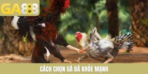 cách chọn gà đá khỏe mạnh