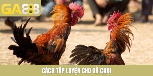 cách tập luyện cho gà chọi