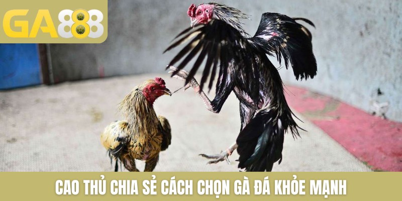 Cao thủ chia sẻ cách chọn gà đá khỏe mạnh