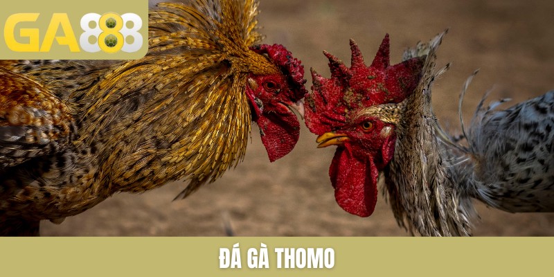 đá gà Thomo