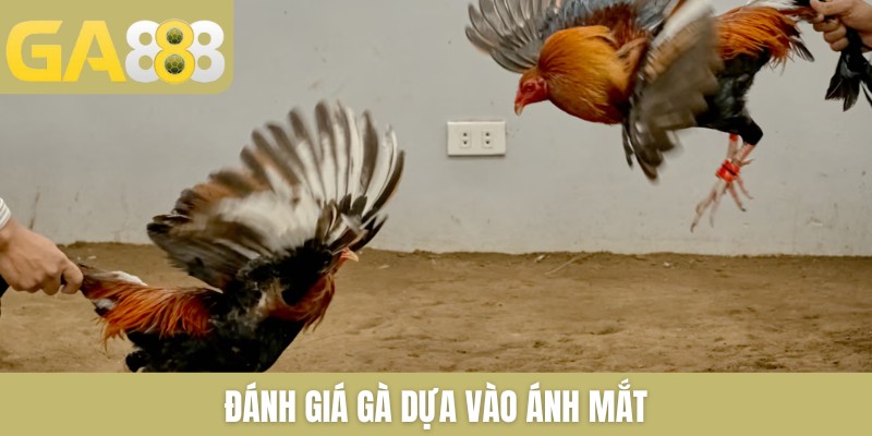 Đánh giá gà dựa vào ánh mắt
