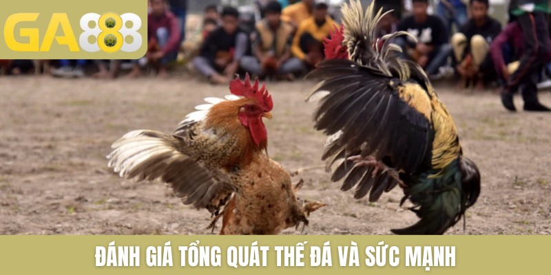 Đánh giá tổng quát thế đá và sức mạnh