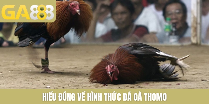 Hiểu đúng về hình thức đá gà Thomo