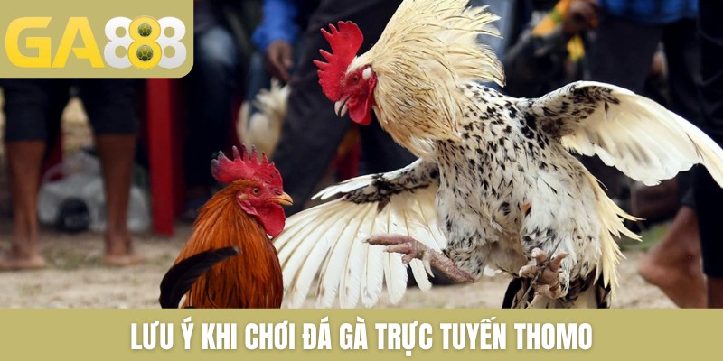 Lưu ý khi chơi đá gà trực tuyến Thomo