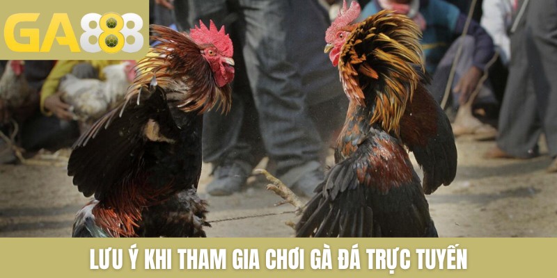 Lưu ý khi tham gia chơi gà đá trực tuyến