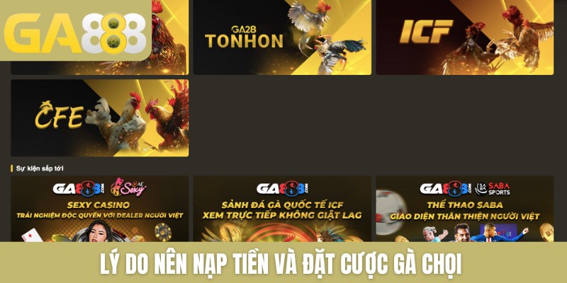 Lý do nên nạp tiền và đặt cược gà chọi