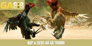 nạp & cược đá gà Thomo