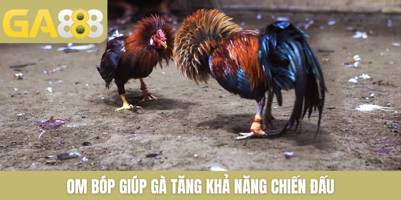 Om bóp giúp gà tăng khả năng chiến đấu