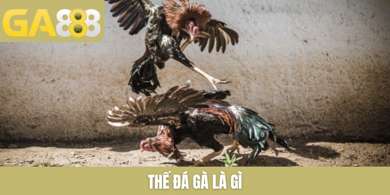 thể đá gà là gì