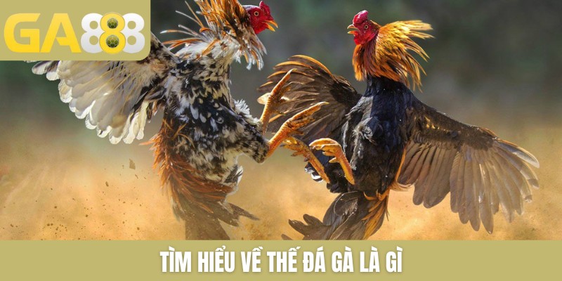 Tìm hiểu về thế đá gà là gì