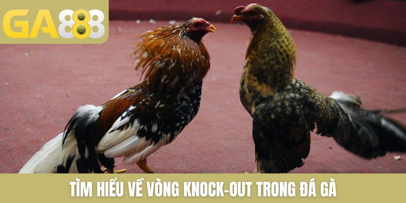 Tìm hiểu về vòng knock-out trong đá gà