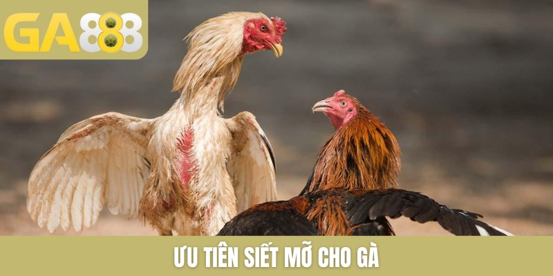 Ưu tiên siết mỡ cho gà