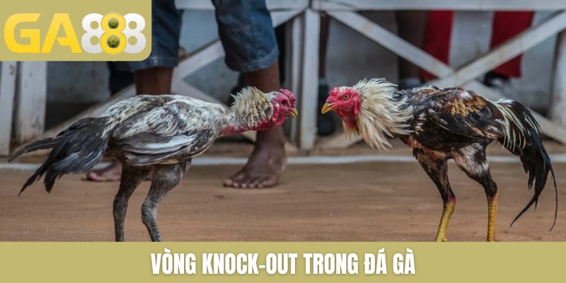Vòng knock-out trong đá gà